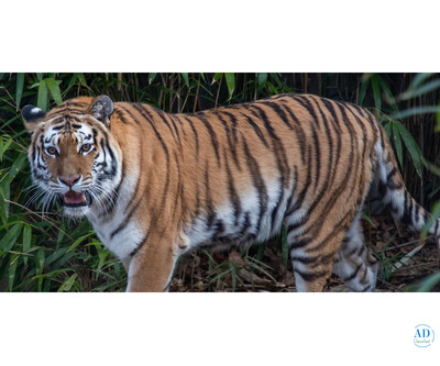 Hassle-Free Tadoba National Park Safari Booking for Nature Lovers