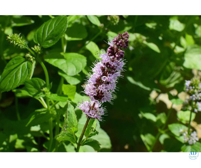 Patchouli Oil Manufacturers and Suppliers