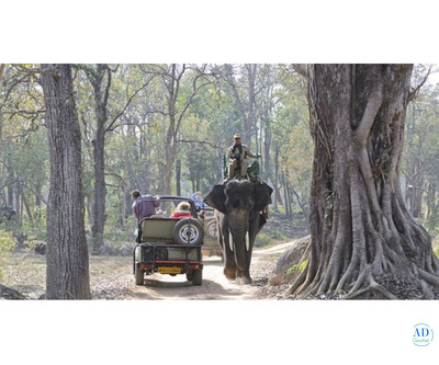 Experience the Wild with Jhirna Zone Safari Booking at Jim Corbett
