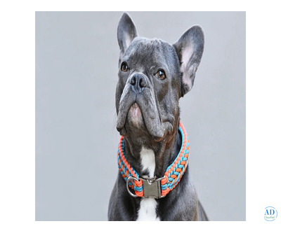 Buy Dog Neck Belts Online – Premium Dog Collars at Krazzy Pets