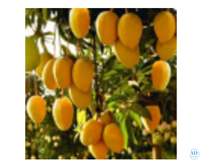 Sweet & Tangy Mango Plants for Sale - Celgen Biotech