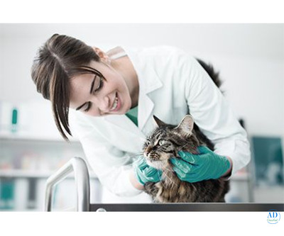 Boulevard Animal Hospital
