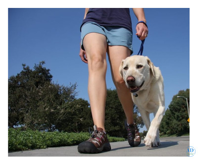 Energizing Dog Walking Bellevue – Daily Walks for Happy Dogs