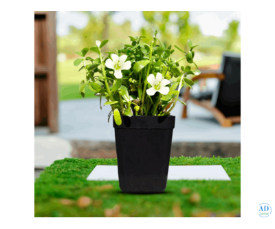 Discover the Power of Medicinal Plants for Health and Wellness