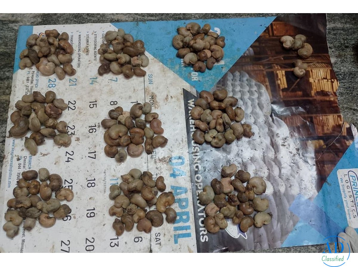 PUNJAB AMRITSAR-RAW CASHEW NUTS-WHOLESALER TRADER-GOOD PRICE