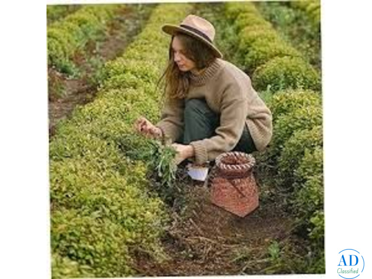 Cheap Grass Cutting Service Near Me | Lawn Mowers Hoppers Crossing