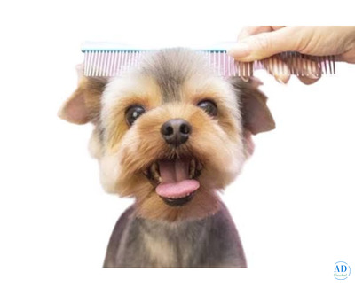 Dog Grooming Near Me in Hyderabad  - By ThePetNest