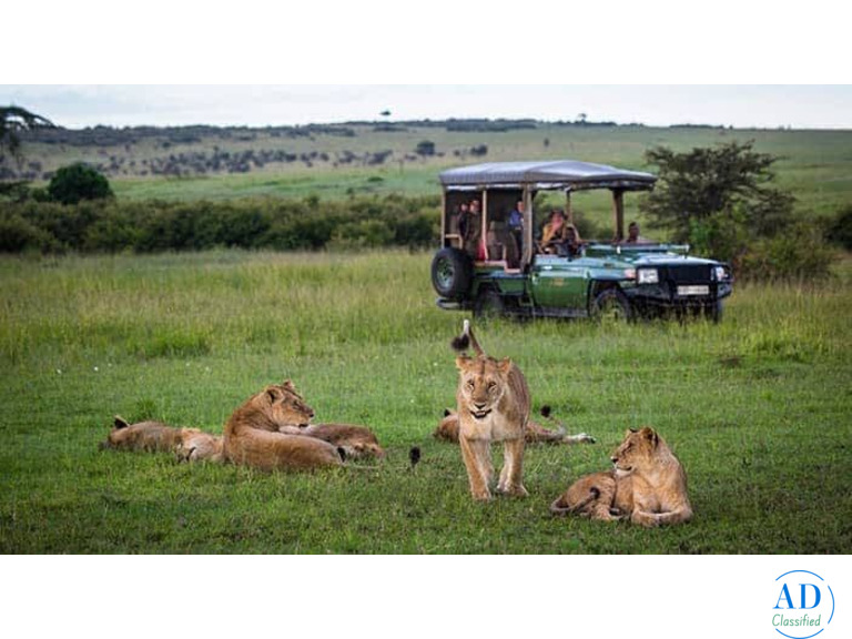 How to Plan a Family Safari in Africa for a Safe and Memorable Trip