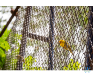 Invisible Bird Net Manufacturers