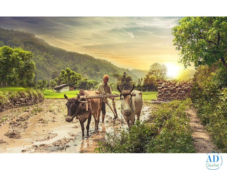 India Gate Foods – Best Basmati Rice in India | Premium Biryani Rice