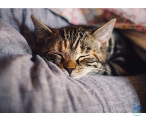 Cat Hostel in Delhi