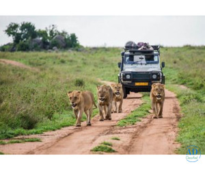 Explore Sharjah's Majestic Desert Safari: A Journey into the Sands