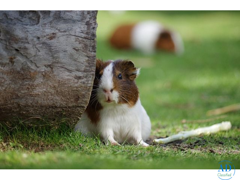 Small Pets Hostel In Bangalore