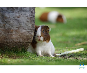 Small Pets Hostel In Bangalore