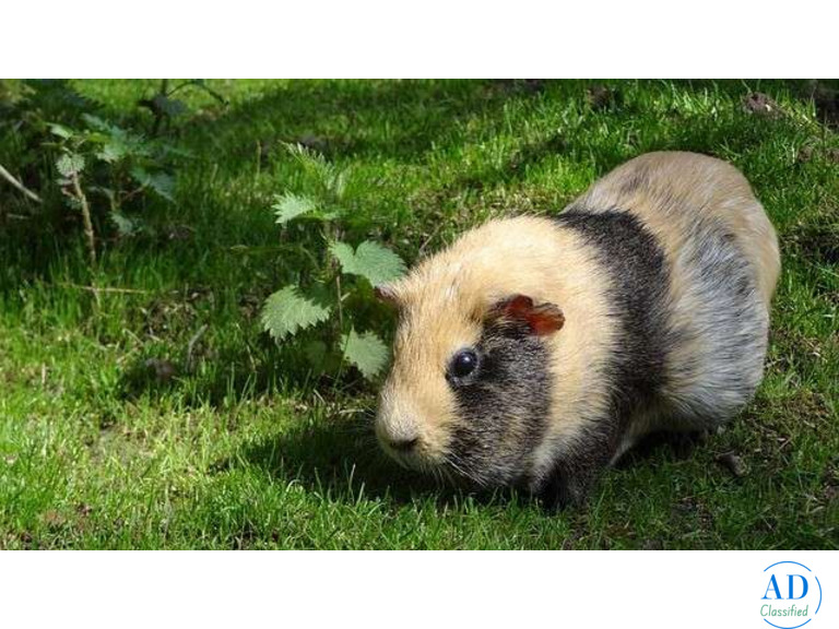 Small Pet Boarding Services in Delhi