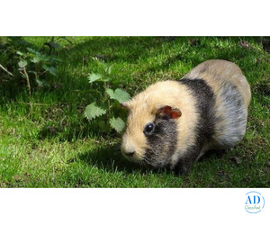 Small Pet Boarding Services in Delhi