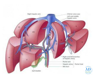 Liver Abscess Drainage: Advanced Image-Guided Treatment for Quick Recovery