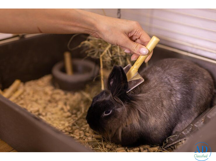 Small Pets Grooming in Lucknow