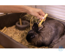 Small Pets Grooming in Lucknow