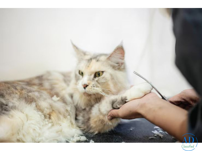 Cat Grooming in Lucknow