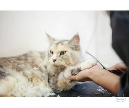 Cat Grooming in Lucknow