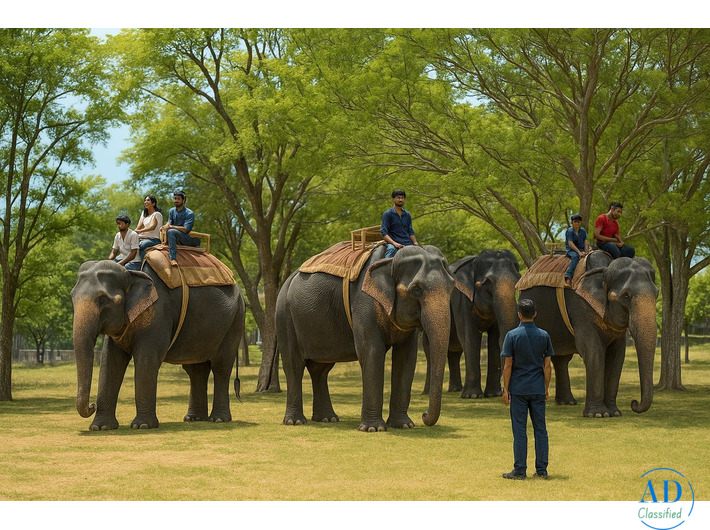 Discover The Magic Of Elephant Sanctuary Jaipur With Family