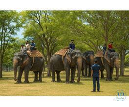 Discover The Magic Of Elephant Sanctuary Jaipur With Family