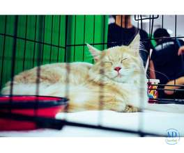 Cat Boarding Services in Lucknow