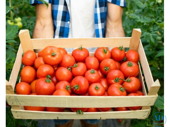 Wholesale Sabzi Mandi in Gurgaon