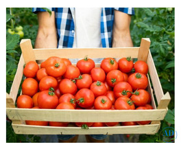 Wholesale Sabzi Mandi in Gurgaon