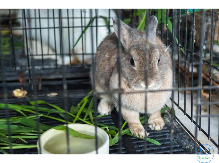 Small Pets Day care In Lucknow
