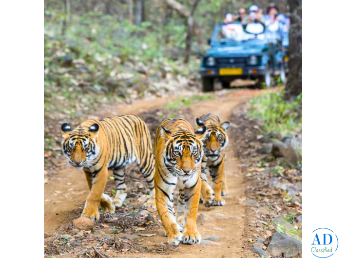 Ranthambore National Park | 8619891482 | Online Booking Website