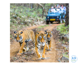 Ranthambore National Park | 8619891482 | Online Booking Website
