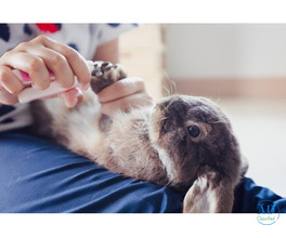 Grooming for Small Pets in Surat