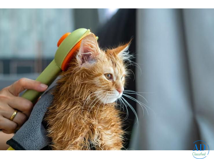 Cat Grooming Services at Home in Surat