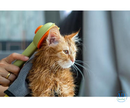 Cat Grooming Services at Home in Surat