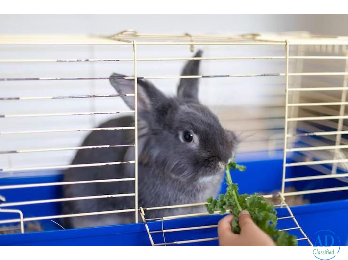 Small Pets Hostel In Surat