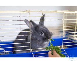 Small Pets Hostel In Surat