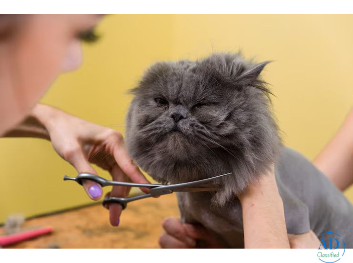 Cat Grooming in Chandigarh