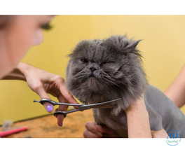 Cat Grooming in Chandigarh