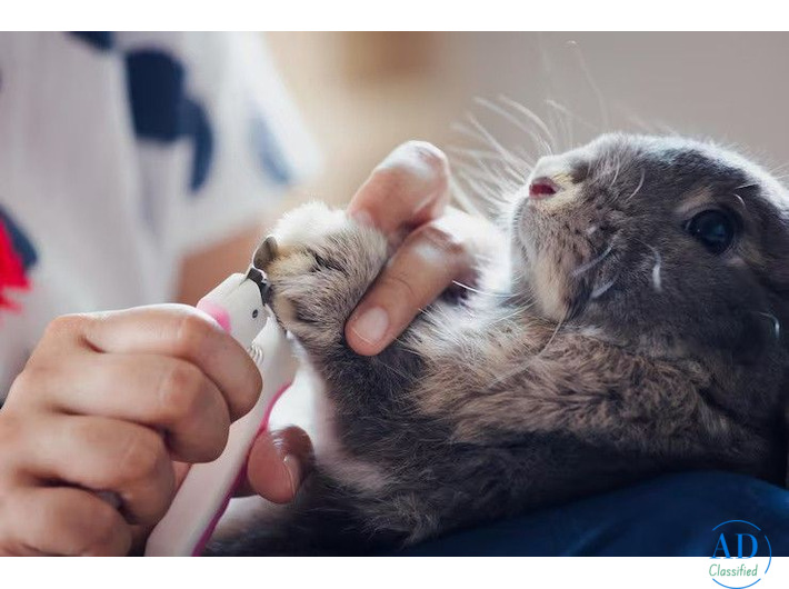 Small Pets Grooming in Chandigarh