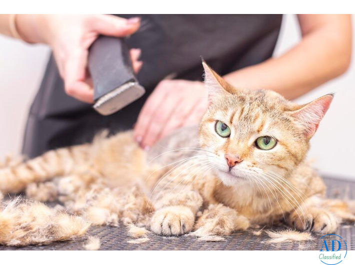 Cat Grooming in Faridabad
