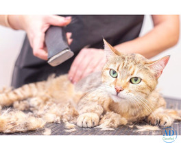 Cat Grooming in Faridabad