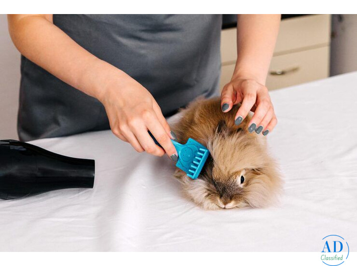 Small Pets Grooming in Faridabad
