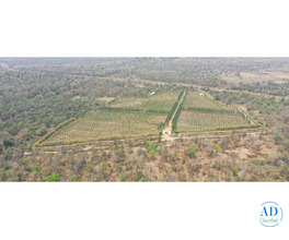 Why NRIs Are Choosing to Buy Agricultural Land in Maharashtra