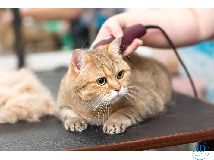 Cat Grooming in Amritsar