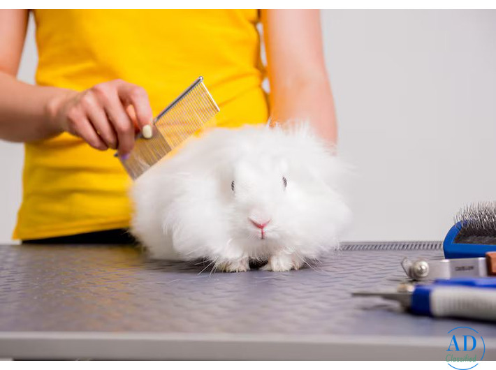 Small Pets Grooming in Amritsar