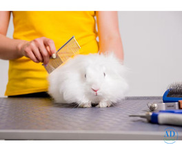 Small Pets Grooming in Amritsar