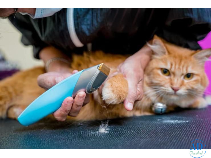 Cat Grooming in Ghaziabad