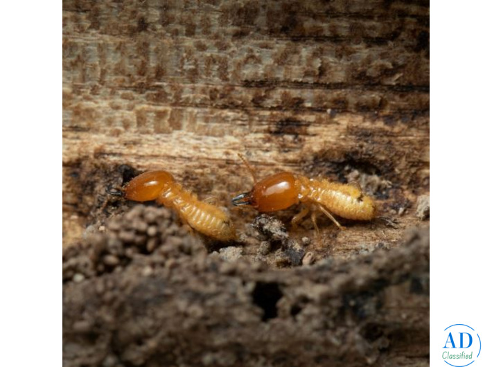 Best Termite Exterminator in Karachi